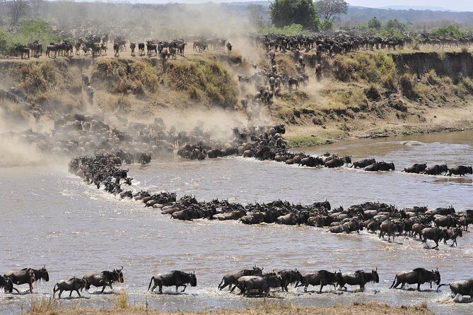 8 Days Tanzania Wildlife Safari Experience - Timing, Comfort, and the Reality of Safari Days