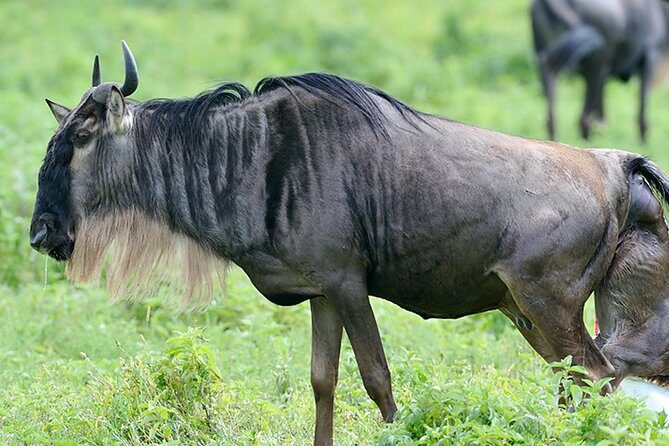 9-Day Serengeti Migration Footsteps Tanzania Safari - Lake Manyara finish: birds, monkeys, and lions near the trees
