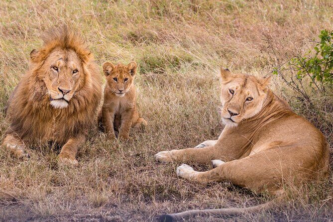 9-Day Ultimate Tanzania Honeymoon Safari Luxury Package - Entering Arusha: where your safari starts gently