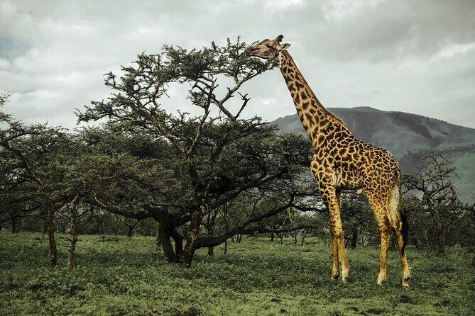 9-Day Ultimate Tanzania Honeymoon Safari Luxury Package - Serengeti: catching movement, then working the Seronera area