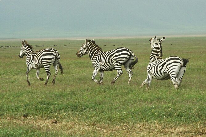 9-Day Ultimate Tanzania Honeymoon Safari Luxury Package - A walking safari in Lake Manyara, with an armed ranger