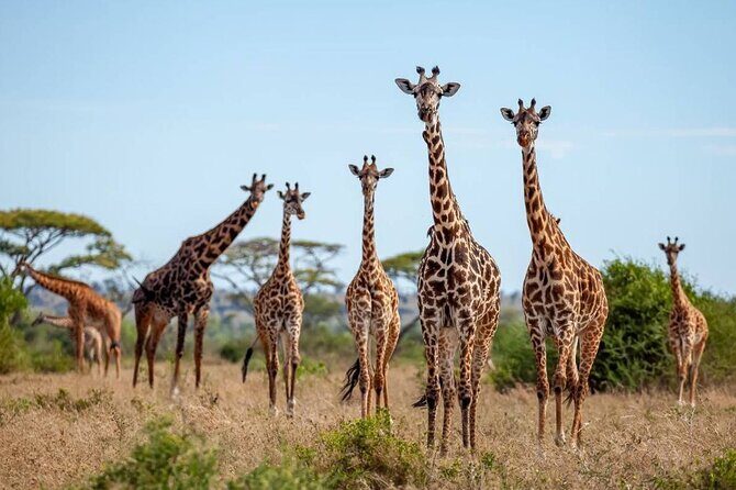 9 Days 8 Nights Walking Safari - Wildlife driving at Ngorongoro Crater: the Big Five odds