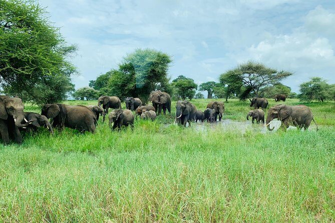 9 Days - Best of Tanzania Safari - Northern Circuit in 9 Days: the big-park hits