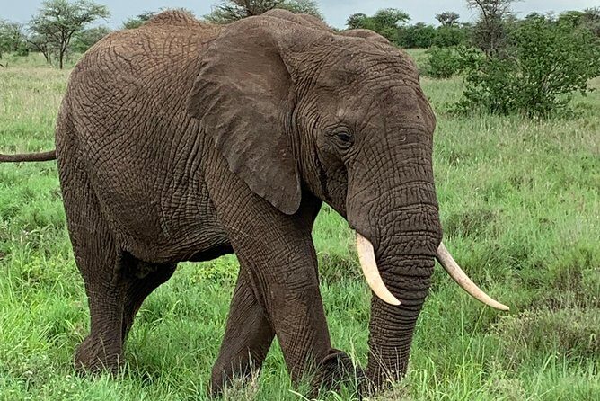 9 Days - Best of Tanzania Safari - Day 2 Tarangire: Elephant Playground energy