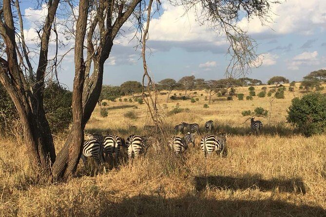 9 Days - Best of Tanzania Safari - Day 4 Ngorongoro Crater: the 600m drop that changes everything