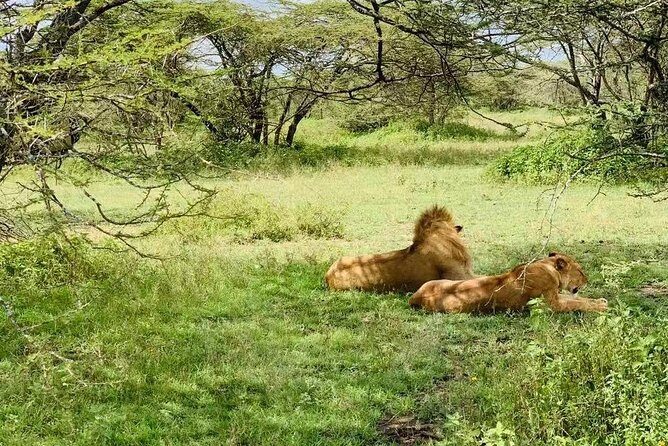 9 Days - Best of Tanzania Safari - Open-roof 4x4 viewing and real private time