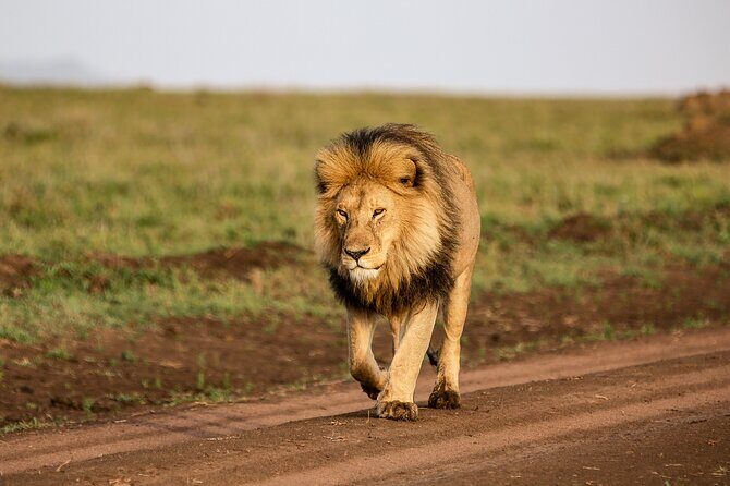 9 Days Great Migration Safaris with Kojuu Safaris Africa-Luxury. - Price and value: what $4,110.96 per person is really buying