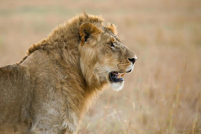 9 Days Great Migration Safaris with Kojuu Safaris Africa-Luxury. - Day 2 Tarangire National Park: elephants, baobabs, and water in the dry season