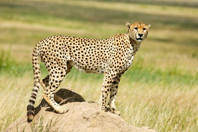9 Days Great Migration Safaris with Kojuu Safaris Africa-Luxury. - Day 8 Ngorongoro Crater: Africa’s Garden of Eden for wildlife density