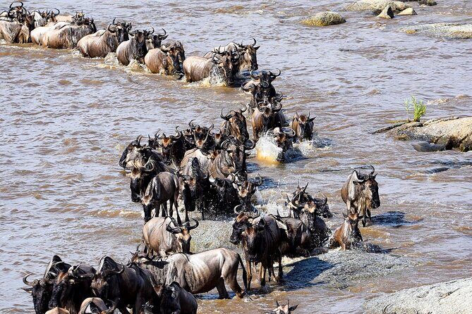 9 Days Great Migration Safaris with Kojuu Safaris Africa-Luxury. - Getting started: Kilimanjaro Airport to Arusha, with your name on the sign