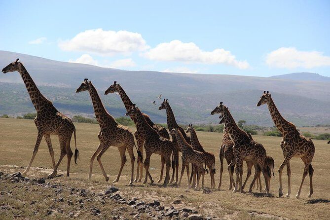 9-Days High End Road and Air Kenya Safari - Key Things to Know Before You Go