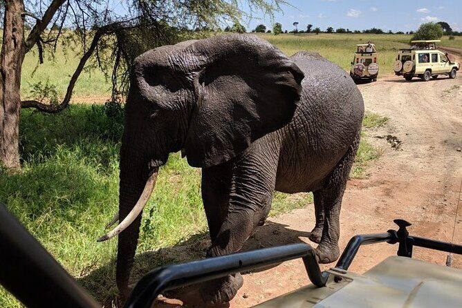 9-Days High End Road and Air Kenya Safari - Why a Road-and-Air Kenya Safari Makes More Wildlife Possible