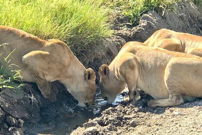 9-Days High End Road and Air Kenya Safari - Masai Mara Days 4 and 5: Dawn Drives, Bush Breakfast, Stars, and Optional Culture