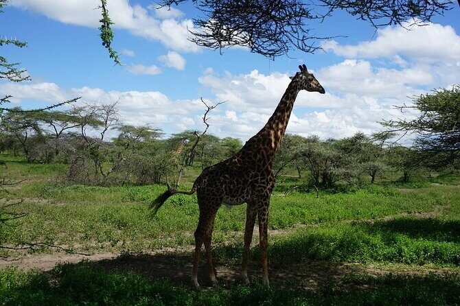 9-Days High End Road and Air Kenya Safari - Lake Naivasha Day 6: Boat Time and Crescent Island at Your Pace