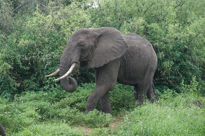 9-Days High End Road and Air Kenya Safari - Ol Pejeta Day 8: Equator Photos and a Full Day of Game Drives