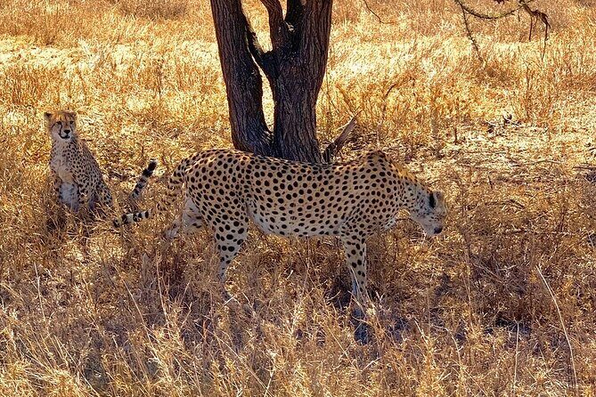 9-Days High End Road and Air Kenya Safari - Full-Day Amboseli: Elephants, Swamps, and Giant-Scale Savannah