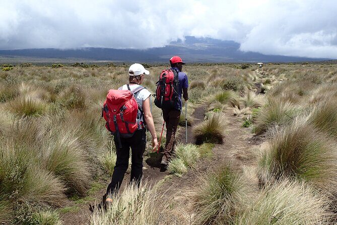 9 Days Kilimanjaro Climb via Lemosho Route - Day 3: Shira 1 Camp and the break from forest to the Shira Plateau