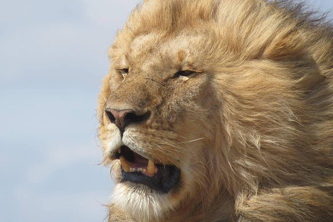 9 Days Safari To See Great Migration Crossing - Key highlights worth planning for