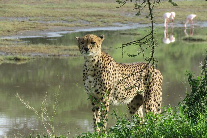 9 Days Safari To See Great Migration Crossing - From Arusha National Park to a ranger-led walk