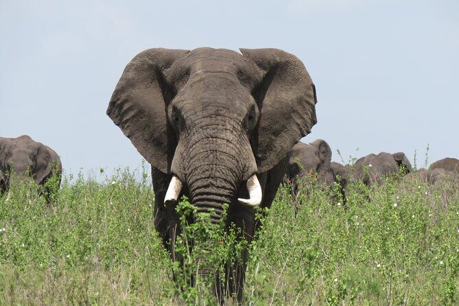 9 Days Safari To See Great Migration Crossing - Lake Manyara: tree-climbing lions and the forest-to-lake route