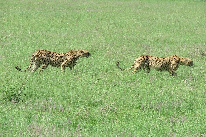 9 Days Safari To See Great Migration Crossing - Serengeti entry via Ngorongoro Conservation Area (and the Olduvai option)