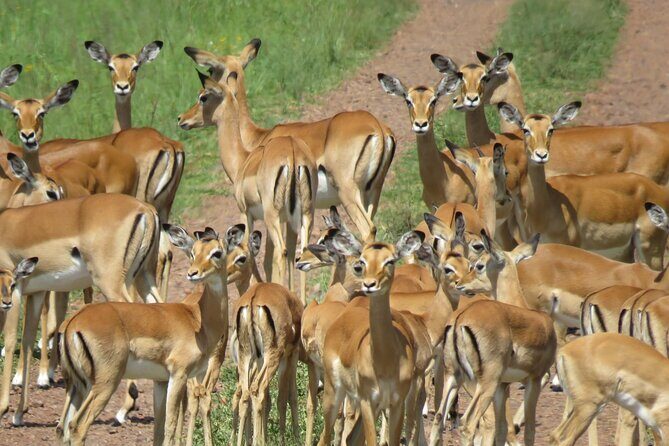 9 Days Safari To See Great Migration Crossing - Morning and afternoon Serengeti drives: how you actually see more animals