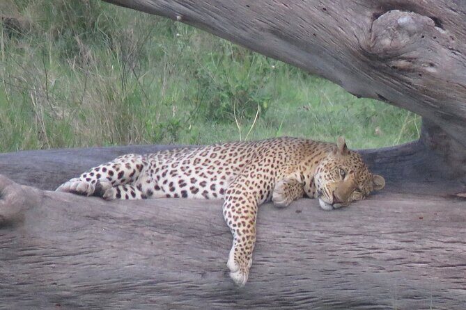 9 Days Safari To See Great Migration Crossing - LOBO area planning in Serengeti: tracking the main migration path