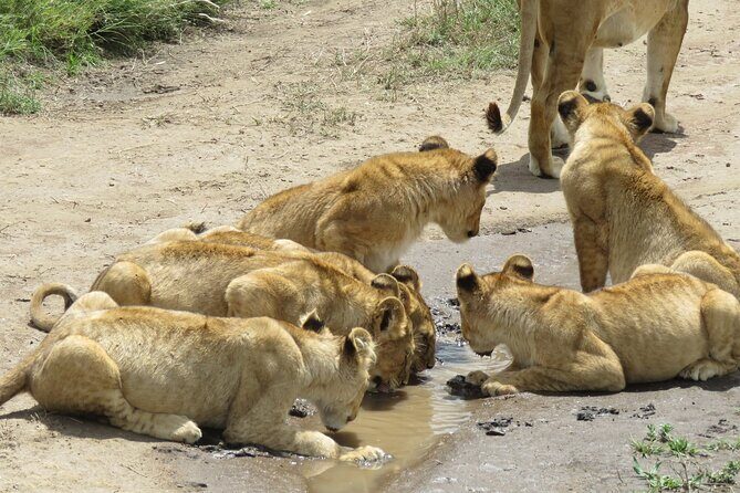 9 Days Safari To See Great Migration Crossing - Following herds on crossing days: Serengeti river danger and predator timing