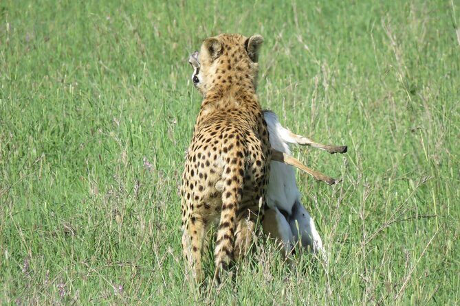 9 Days Safari To See Great Migration Crossing - Ngorongoro Crater Rim: early starts plus a crater-floor payoff