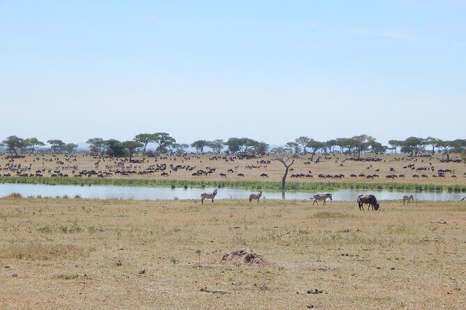9 Days Tanzania Exhaustive Safari - Ngorongoro Conservation Area: the crater day you plan your whole trip around
