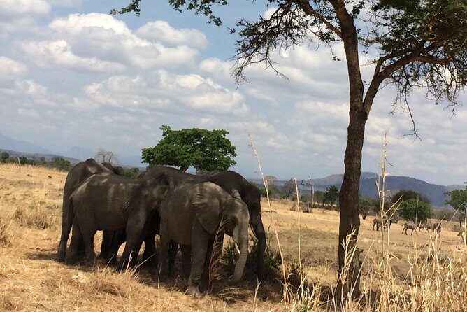 A day trip to mikumi from morogoro - Price and value: what you’re paying for (and why it can be fair)