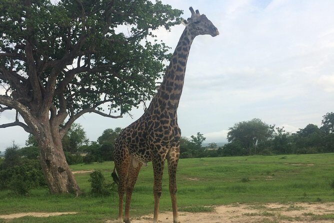 A day trip to mikumi from morogoro - Photo stops and the pacing: the good kind of breaks
