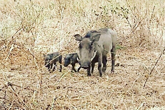 A Day Trip To Saadani National Park From Dar es salaam / Zanzibar - Saadani’s coastal setup: safari that feels a bit different
