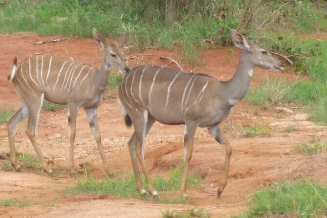 A Day Trip To Saadani National Park From Dar es salaam / Zanzibar - Guide attention and safari skills: why private helps