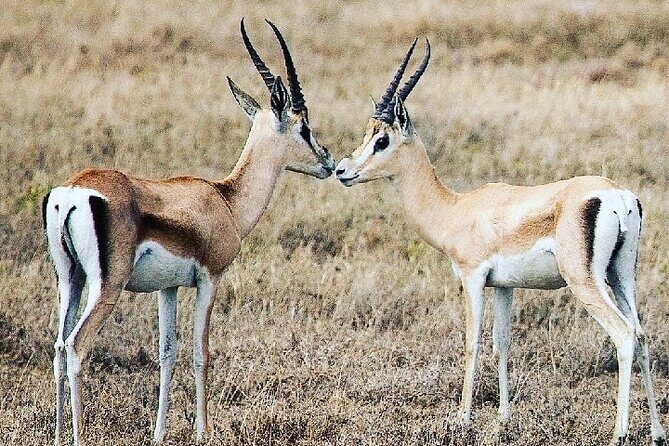 A Day Trip To Saadani National Park From Dar es salaam / Zanzibar - Food and hydration: the underrated comfort win