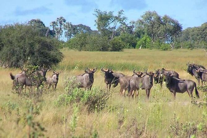 A Day Trip To Saadani National Park From Dar es salaam / Zanzibar - Price and value: is $689 per person worth it?