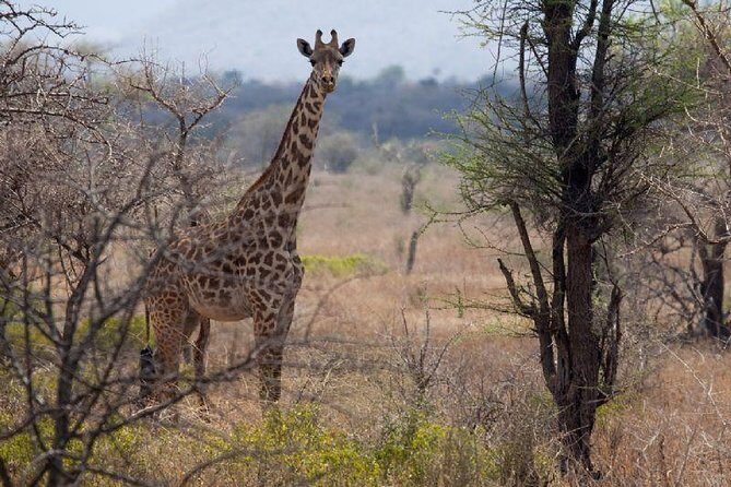 A Day Trip To Saadani National Park From Dar es salaam / Zanzibar - What to pack and how to prepare for a “wildlife may vary” day