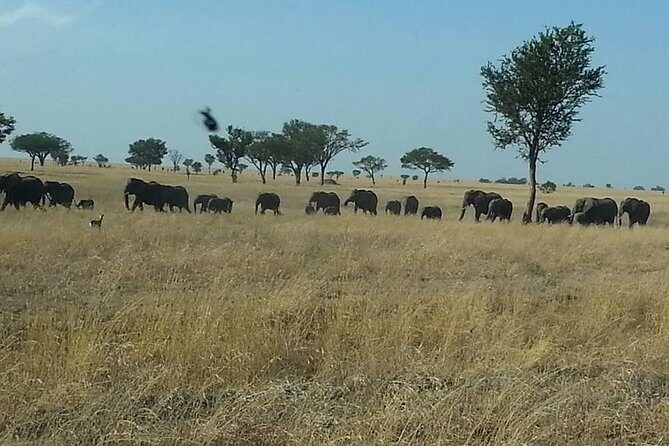 A Day Trip To Selous Fly From Zanzibar - Selous Game Reserve: big, varied, and built for real wildlife