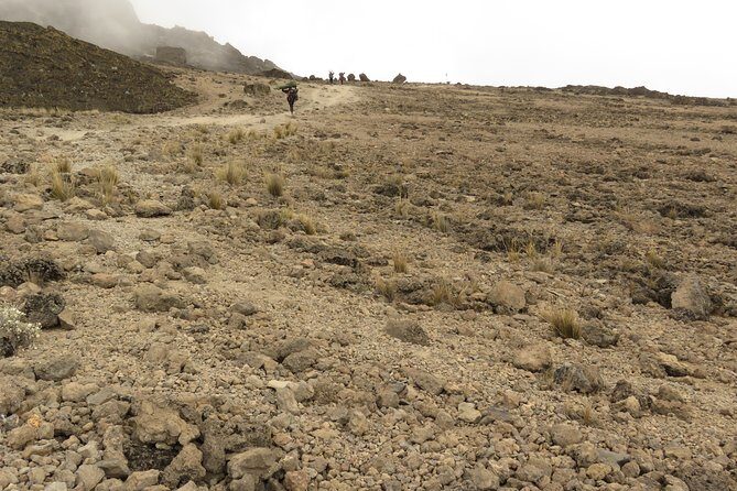 A Definitive Guide For the 7-day Kilimanjaro's Lemosho Route 2025 - Day 2: Forest Camp to Shira Camp (9,500 to 11,500 ft) across moorland