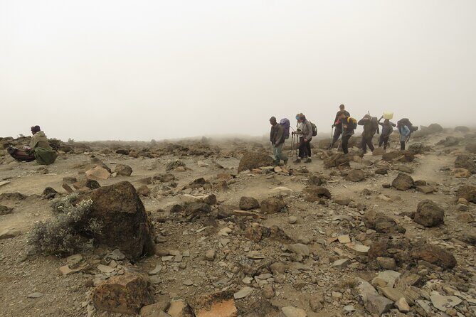 A Definitive Guide For the 7-day Kilimanjaro's Lemosho Route 2025 - Day 3: Shira (Shira 1 to Shira 2) to Moir Hut (11,500 to 13,800 ft)