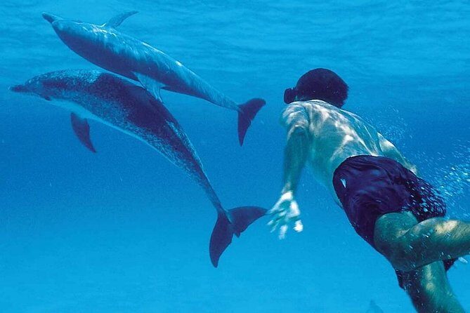 A Half Day Private Dolphins And Snorkeling Tour To Mnemba Island - Key things that make this tour click