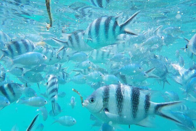 A Half Day Private Dolphins And Snorkeling Tour To Mnemba Island - Price and value: what $83 gets you (and what you should compare)