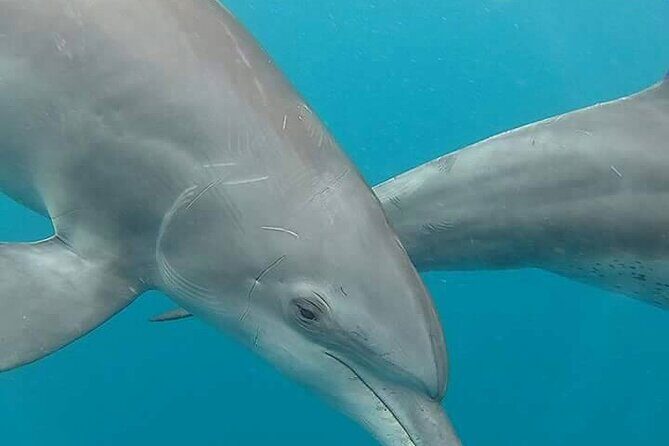 A Half Day Private Dolphins And Snorkeling Tour To Mnemba Island - Mnemba Island snorkeling: coral reefs and fish you can actually name