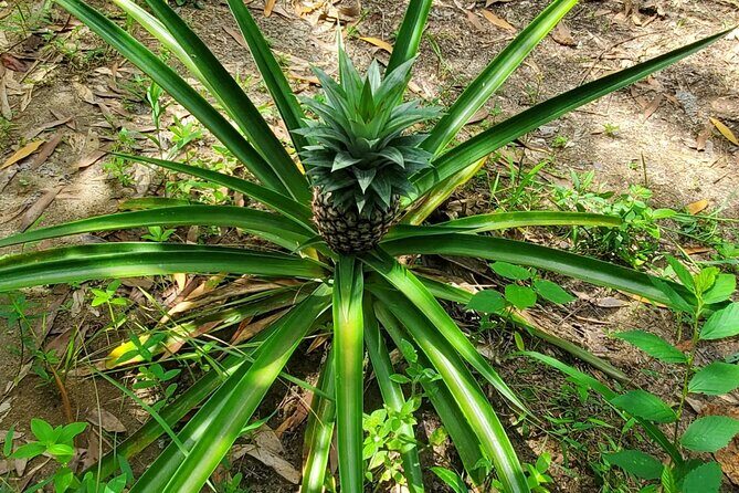 A private half day spice farm with a cooking lesson - The cooking lesson: coconut milk rice, pilau, roasted plantains