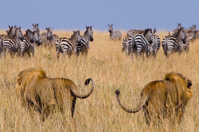 Affordable 3-Day Safari to Serengeti & Ngorongoro Crater - Day 1 in Serengeti: picnic-lunch game driving and the promise of migration herds