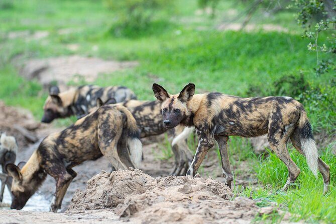 Affordable 3-Day Safari to Serengeti & Ngorongoro Crater - Day 3 in Ngorongoro Crater: one of Africa’s best wildlife theatres
