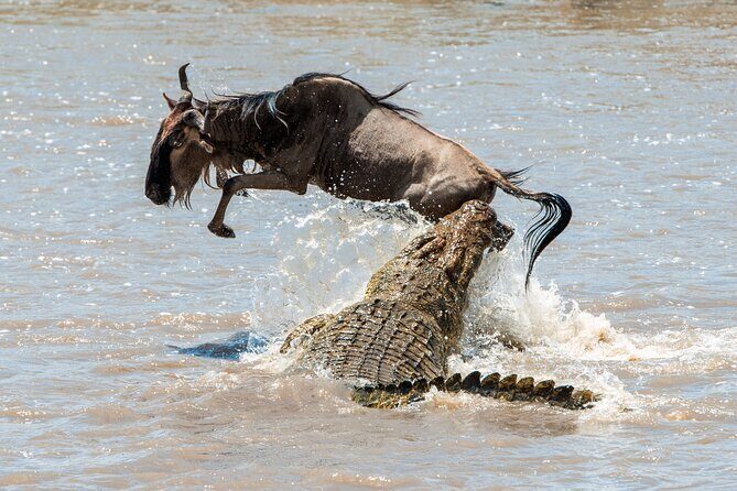 Affordable 3-Day Safari to Serengeti & Ngorongoro Crater - Price and logistics: how $780 per person can make sense (or not)