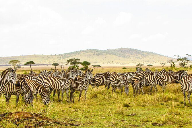 Affordable 4 Days Tanzania Private Mid-range Lodge Safari Tour - Why this 4-day Serengeti + Ngorongoro safari is built for value