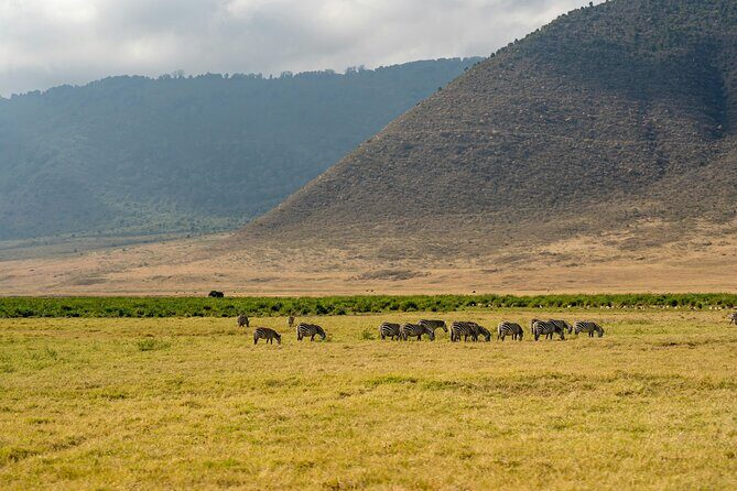 Affordable 4 Days Tanzania Private Mid-range Lodge Safari Tour - Day 2: A full Central Serengeti day, including a wild picnic lunch