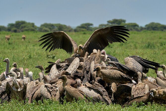 Affordable 4 Days Tanzania Private Mid-range Lodge Safari Tour - Day 3: The switch from Serengeti to Ngorongoro rim, with crater views at night